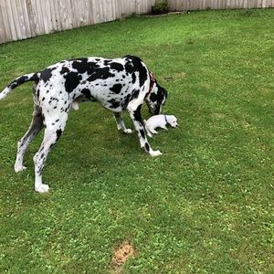 Meet your Posher, Rodney